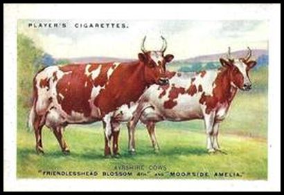 25PBPS 2 Ayrshire Cattle.jpg